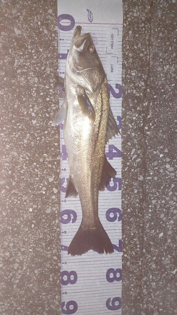 シーバスの釣果写真