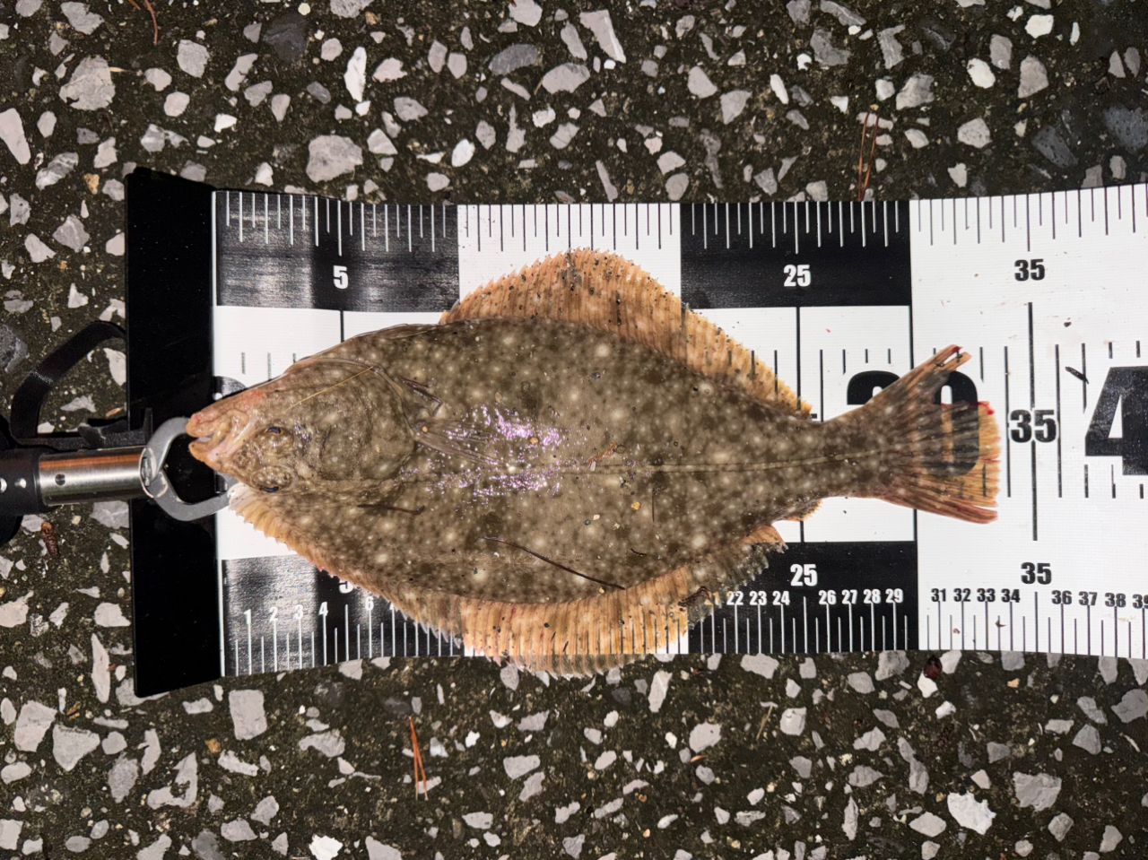 ヒラメ・シーバスの釣果写真