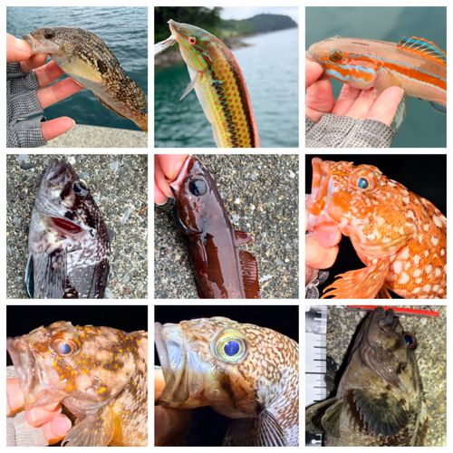 マゾイの釣果
