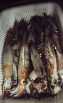 スルメイカの釣果