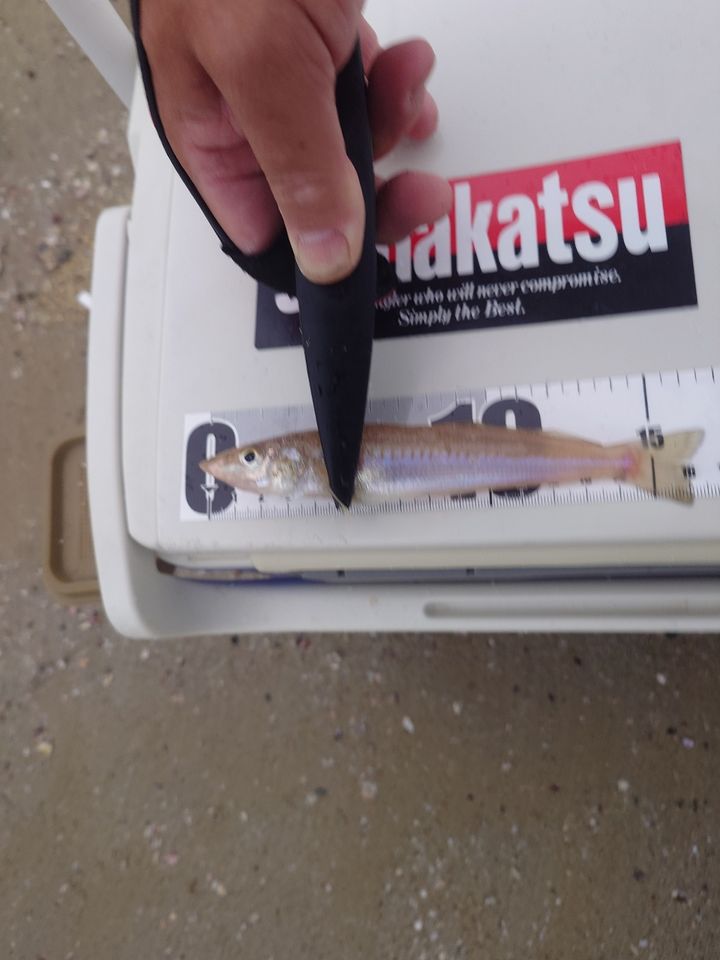 キスの釣果写真