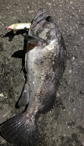 クロソイの釣果