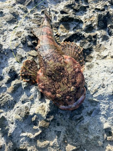 カジカの釣果