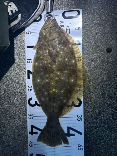 ヒラメの釣果