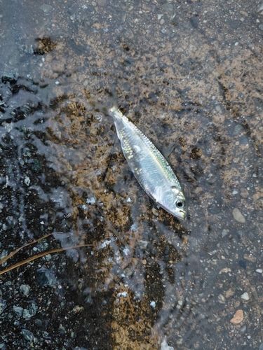 ママカリの釣果