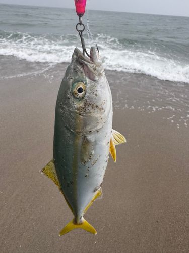 ワカシの釣果