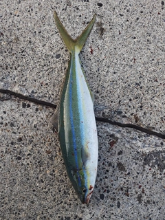 ツムブリの釣果