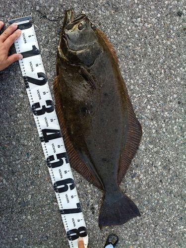 ヒラメの釣果