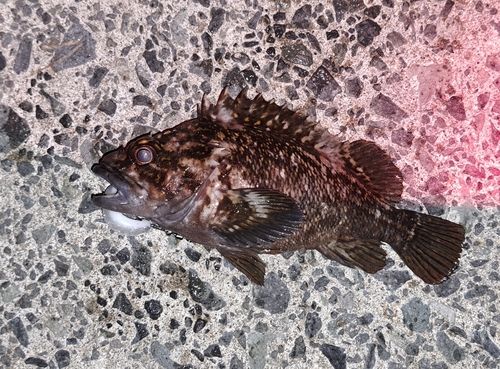 オウゴンムラソイの釣果