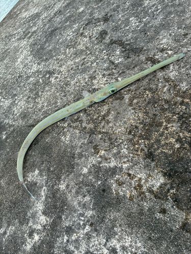 アオヤガラの釣果
