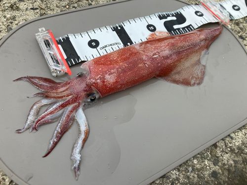 ケンサキイカの釣果