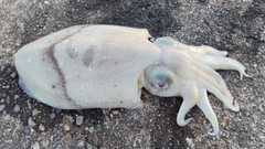 モンゴウイカの釣果