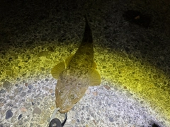 マゴチの釣果