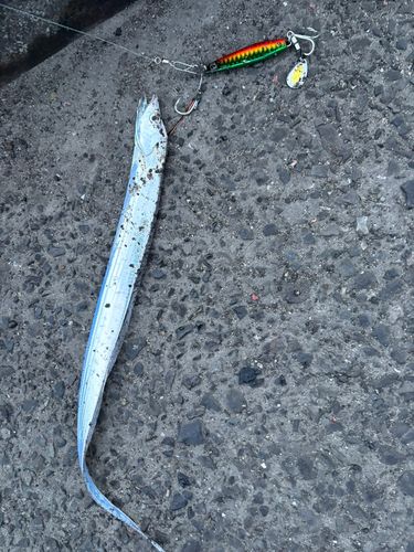 タチウオの釣果