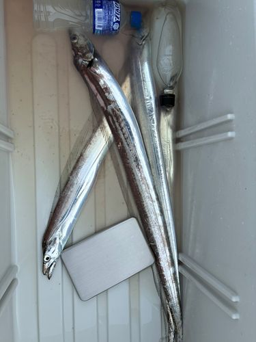 タチウオの釣果