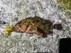 ガシラの釣果