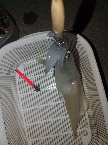 スルメイカの釣果