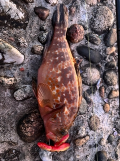 キジハタの釣果
