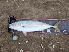 ワラサの釣果