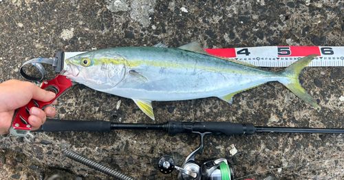 イナダの釣果