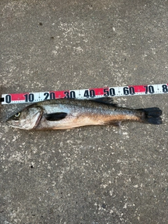 スズキの釣果