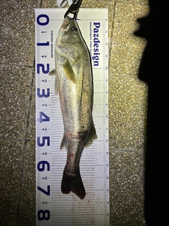 シーバスの釣果