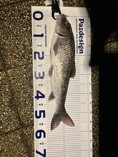 ニゴイの釣果
