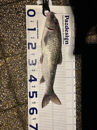 ニゴイの釣果