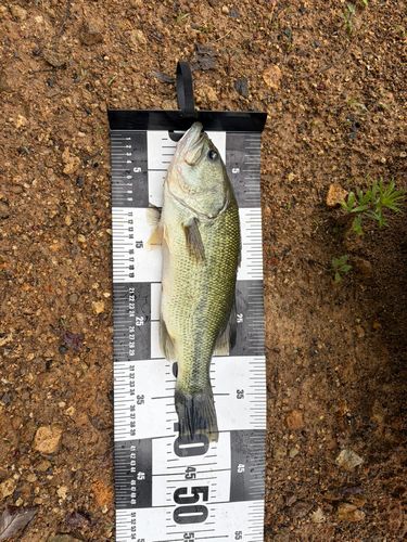 ラージマウスバスの釣果
