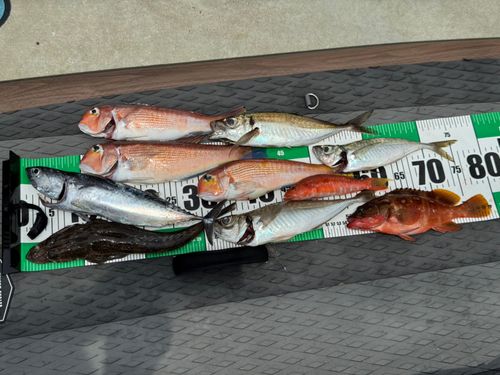 マアジの釣果