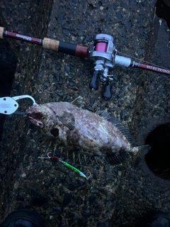 アイゴの釣果