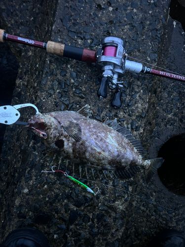アイゴの釣果