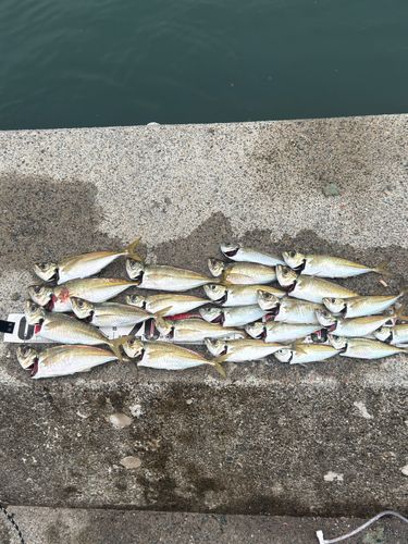 アジの釣果