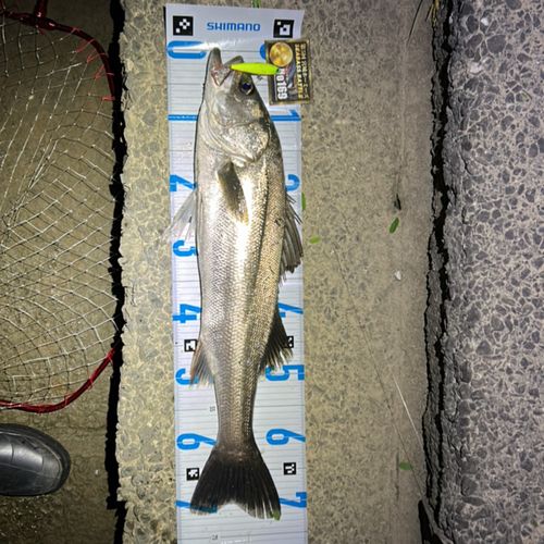 シーバスの釣果