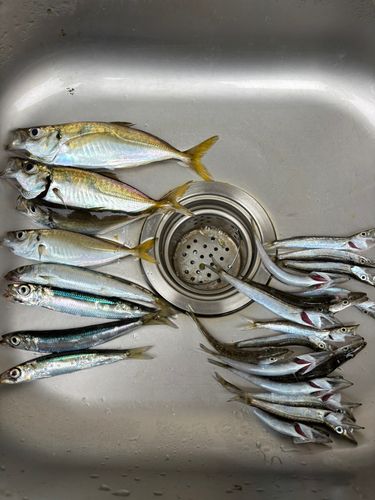 アジの釣果