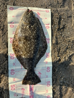 ヒラメの釣果
