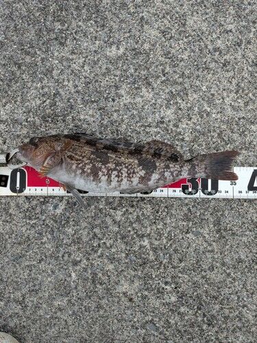 アイナメの釣果