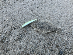 ソゲの釣果