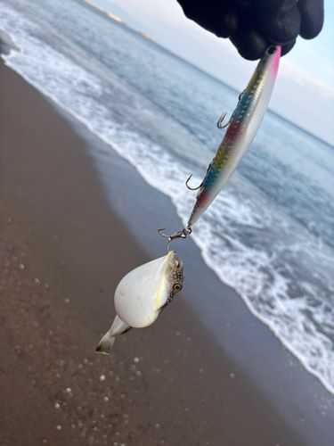 フグの釣果