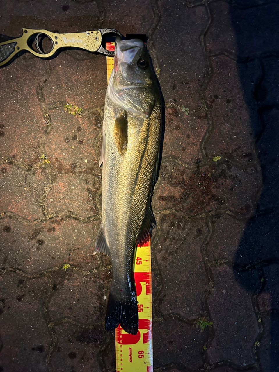 DAIWA 23シルバーウルフ 76ML-S・Wの最安値・インプレ・釣果 | 本音の