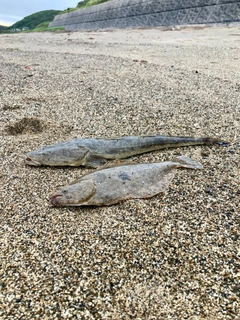 マゴチの釣果