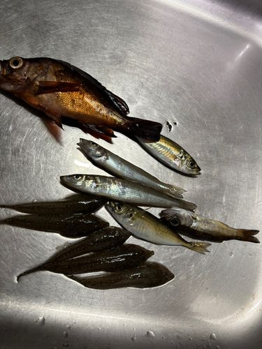 メゴチの釣果