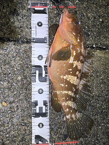 アコウの釣果