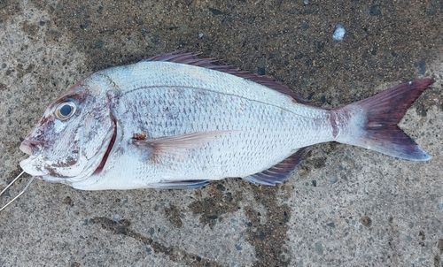 マダイの釣果