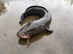 ライギョの釣果