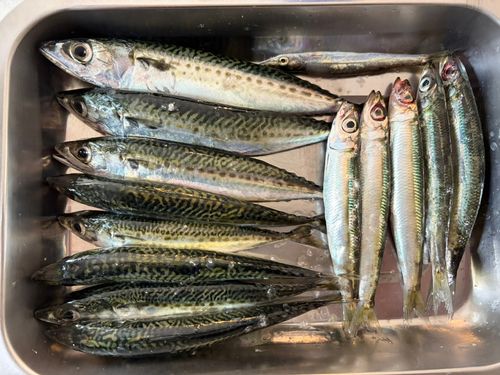 ウルメイワシの釣果