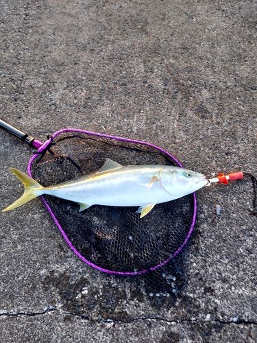 ワラサの釣果