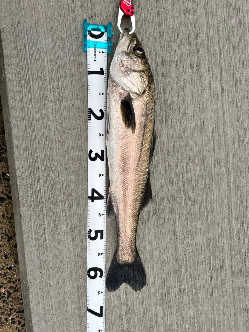シーバスの釣果写真