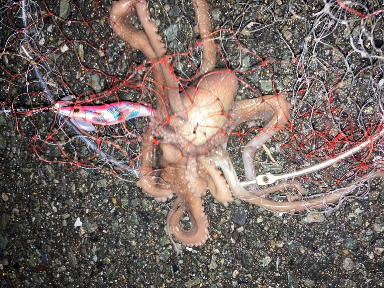 テナガダコ・アジ・テナガエビの釣果写真