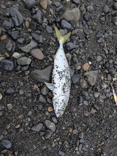 ワカシの釣果